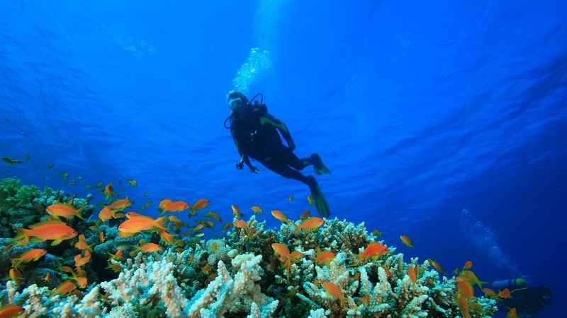 Scuba Diving And Water Sports At Grand Island Goa