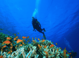 Scuba Diving And Water Sports At Grand Island Goa